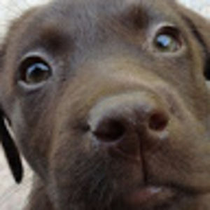 Meet your Posher, Abby